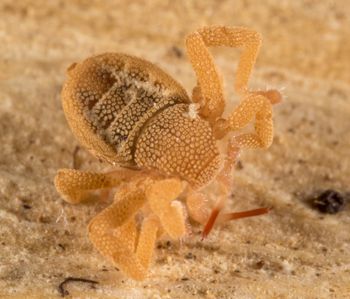 Media type: image; Invertebrate Zoology 143922